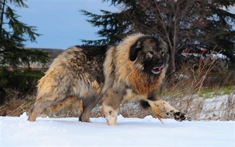 giant russian bear dog|caucasian shepherd dog diet.